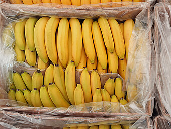 Protapianta® Ethen Reifegas. Bananen in Karton