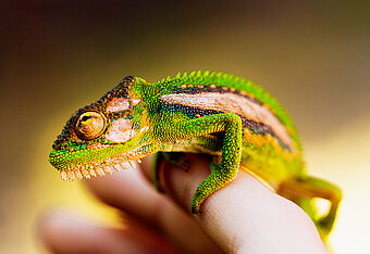 Mobilitätshub. Buntes Chamäleon