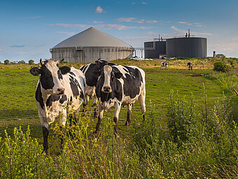 LNG als Kraftstoff. Kühe vor Biogasanlage